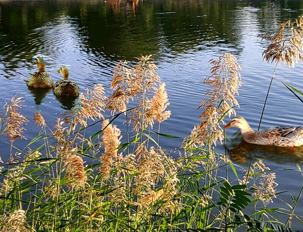 高邮湖芦苇荡湿地公园